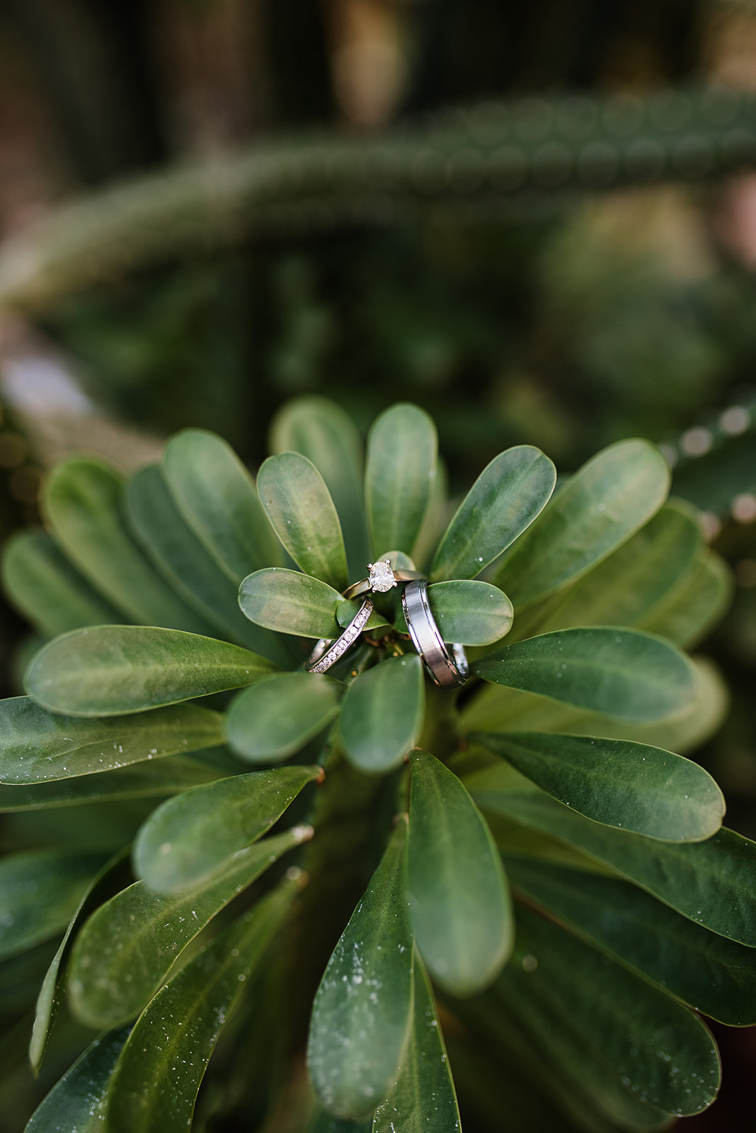 Wedding and engagement rings sit together on a green leafy plant
