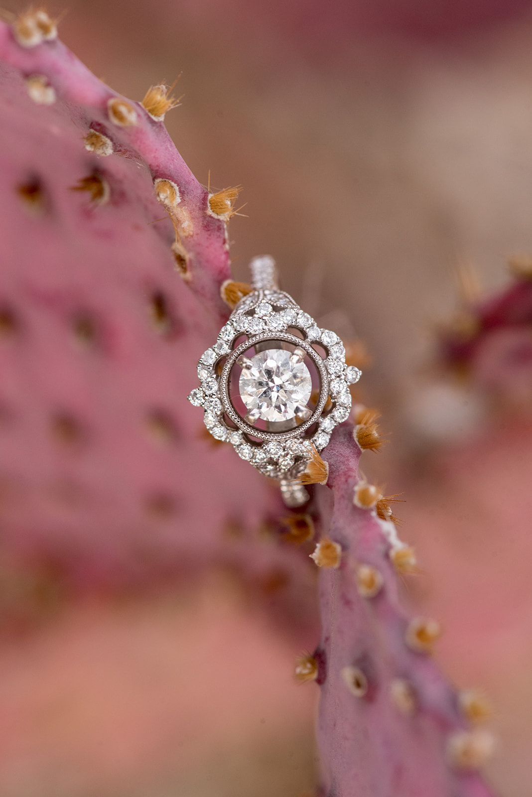 Details of an engagement ring sitting on a purple cactus outside Four Seasons Scottsdale Wedding